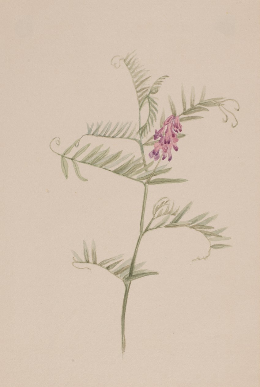 amerikai bükköny, kb. 1917-1918. alkotó: Mary Vaux Walcott