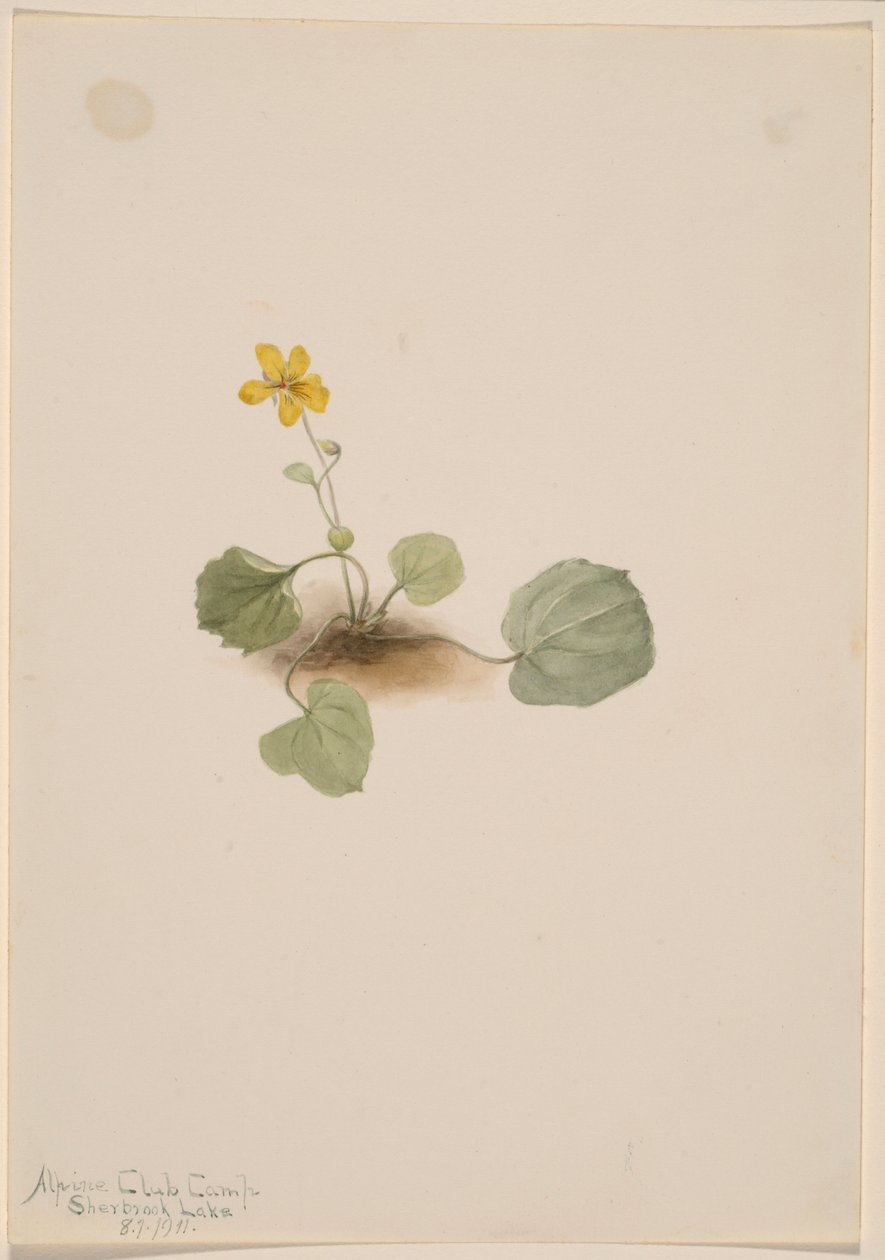 Viola orbiculata alkotó: Mary Vaux Walcott