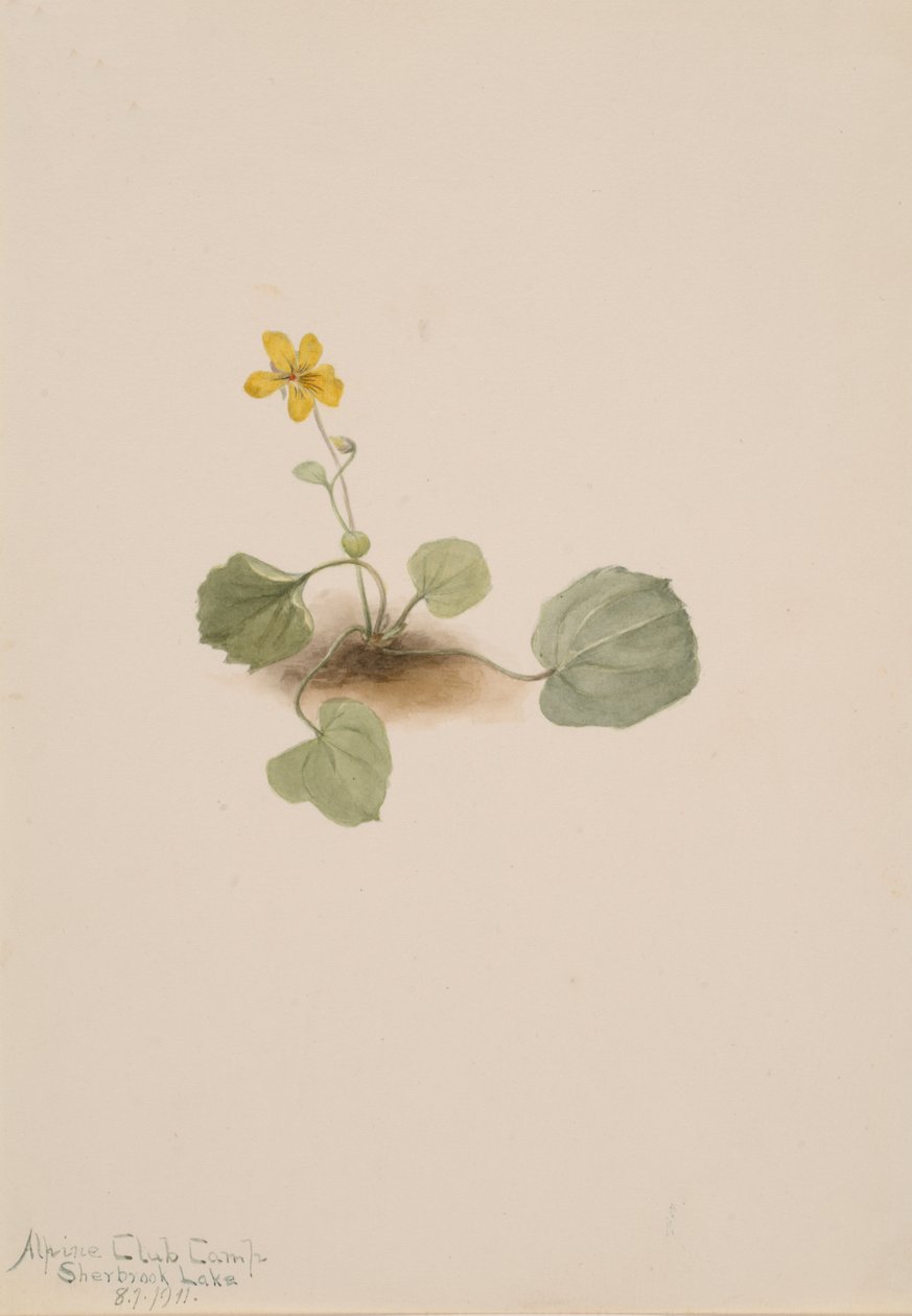 Viola orbiculata, 1911. alkotó: Mary Vaux Walcott