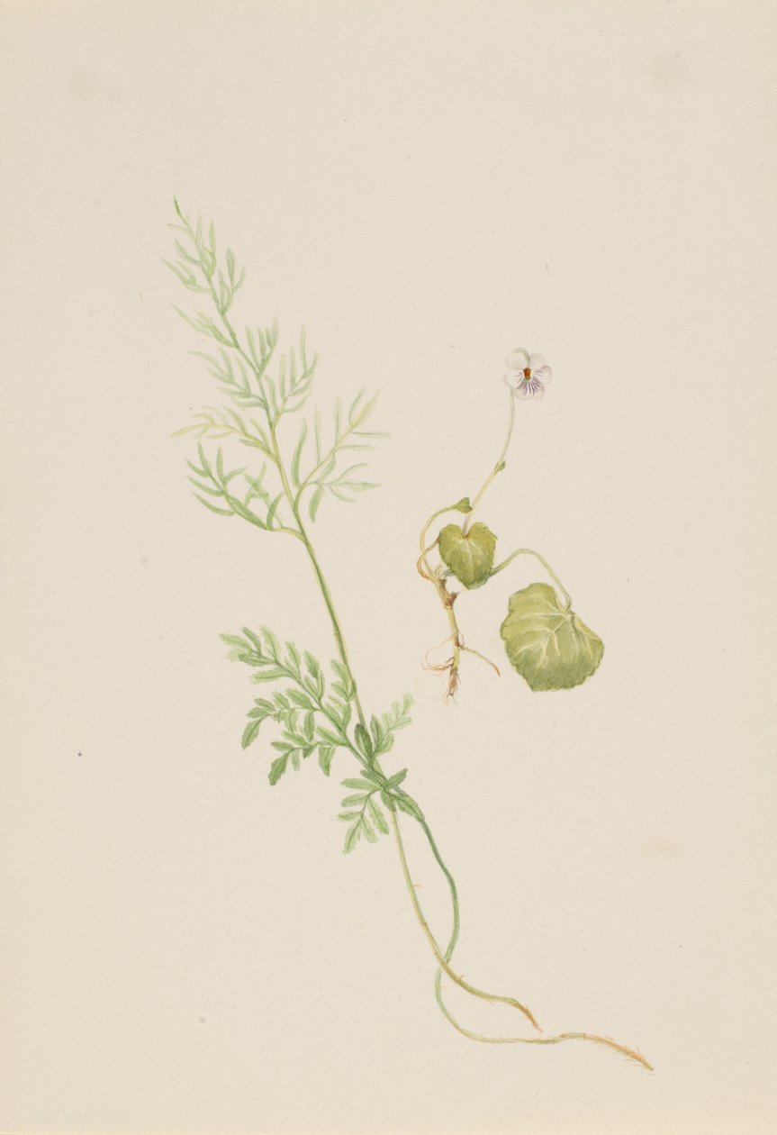 Viola palustris, kb. 1917-1918. alkotó: Mary Vaux Walcott