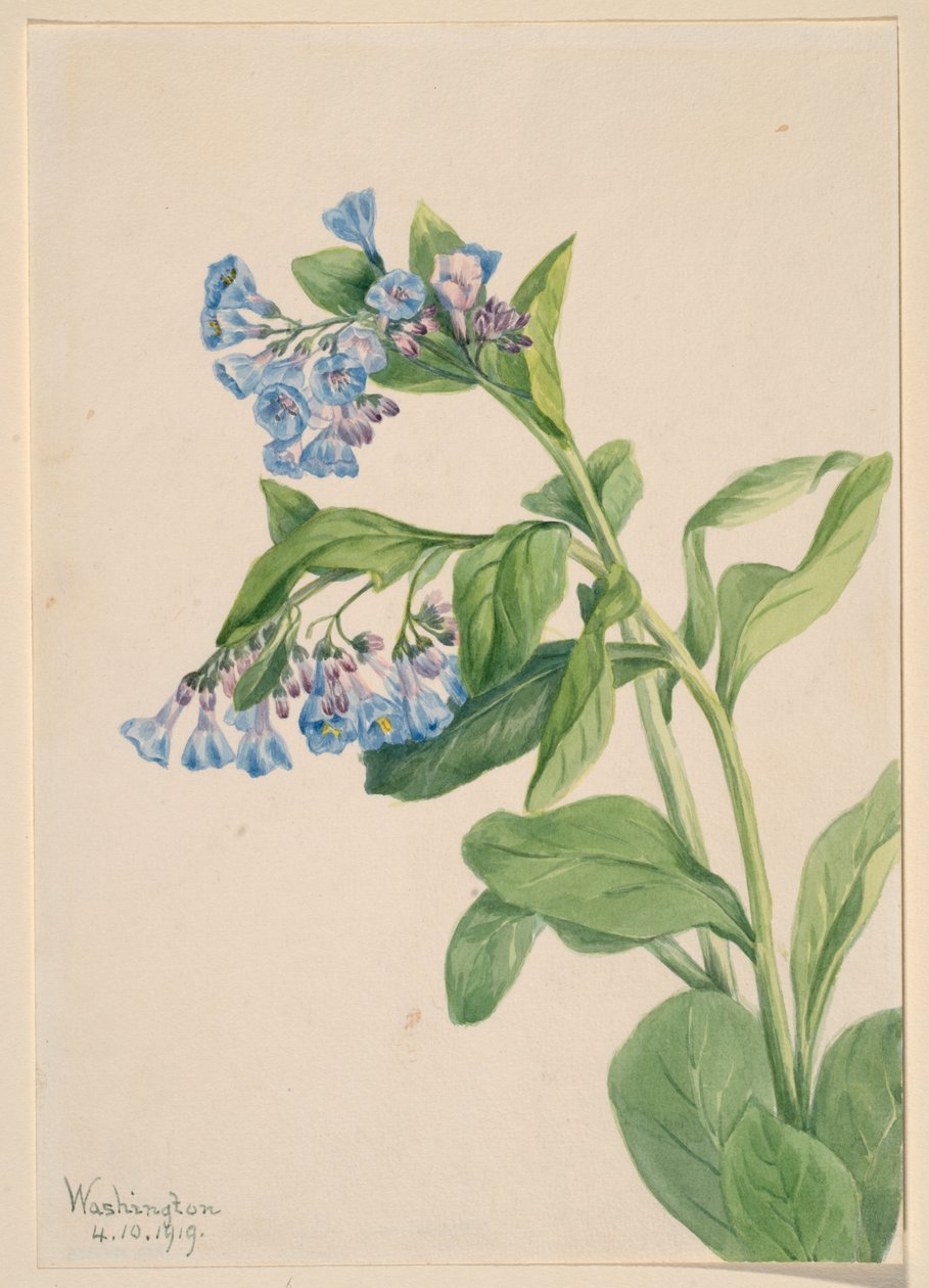 Virginia Bluebells (Mertensia virginica) alkotó: Mary Vaux Walcott
