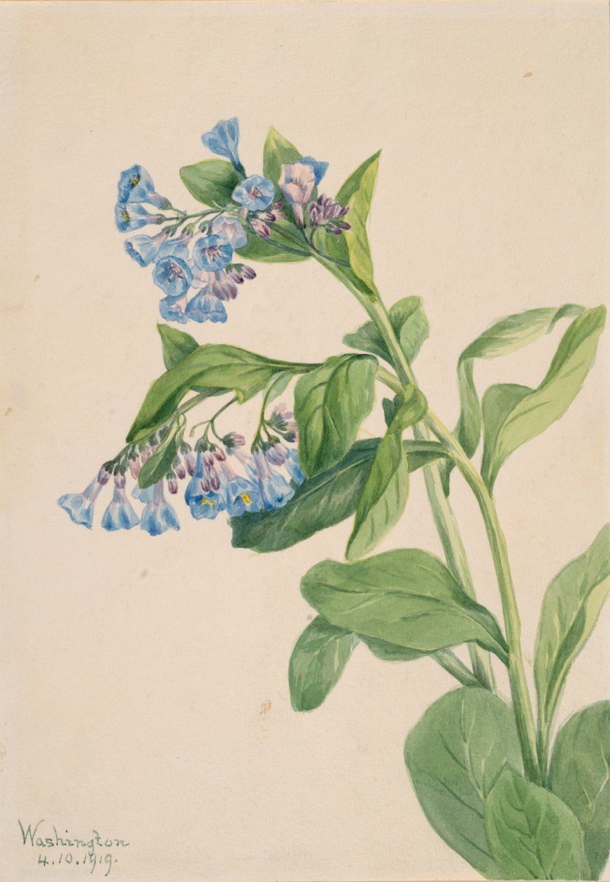 Virginia Bluebells Mertensia virginica, 1919. alkotó: Mary Vaux Walcott