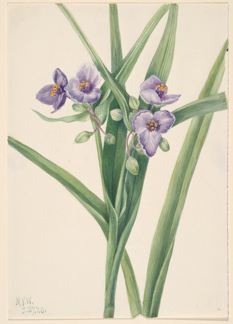 Virginia Spiderwort Tradescantia virginiana, 1920. alkotó: Mary Vaux Walcott