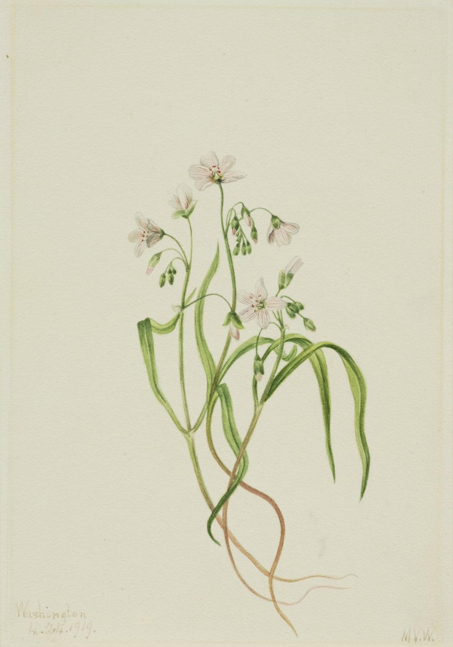 Virginia Tavaszi Szépség (Claytonia virginica) alkotó: Mary Vaux Walcott