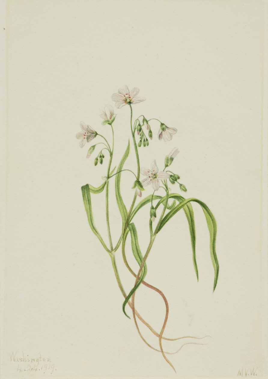 Virginia Springbeauty Claytonia virginica, 1919. alkotó: Mary Vaux Walcott