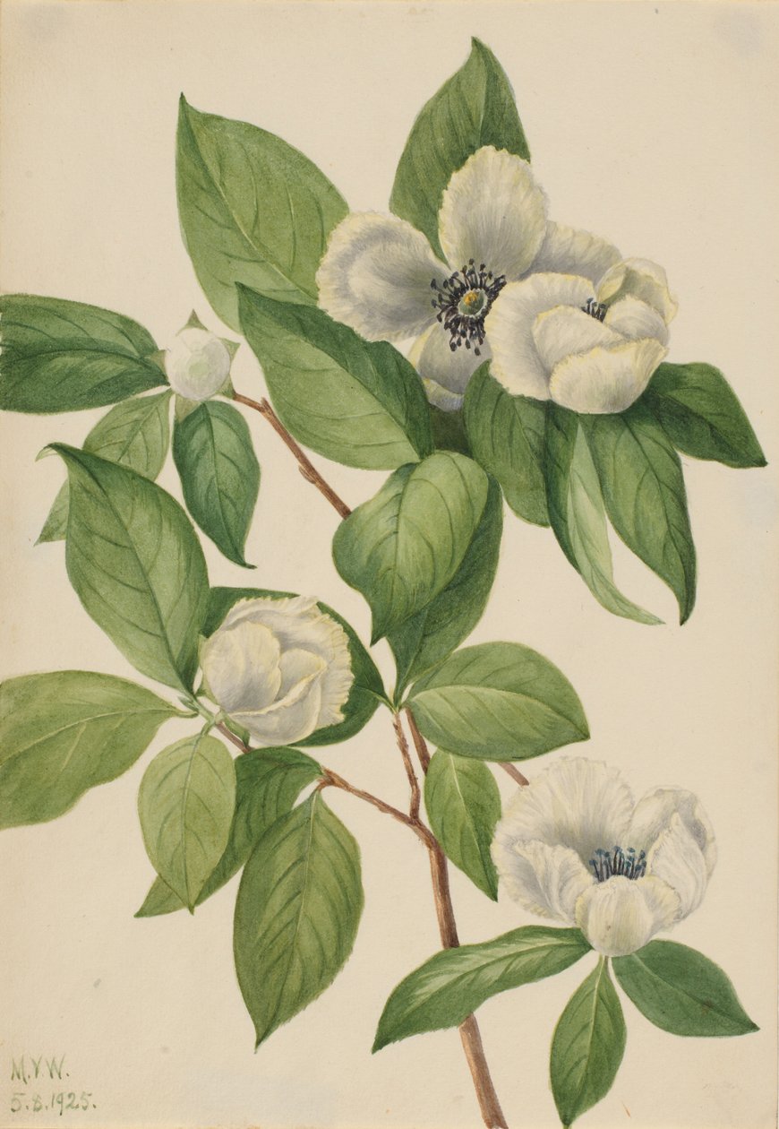 Virginia Stewartia (Stewartia malachodendron) alkotó: Mary Vaux Walcott