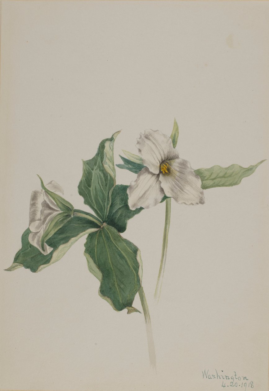 Virrasztás Robin (Trillium grandiflorum) alkotó: Mary Vaux Walcott