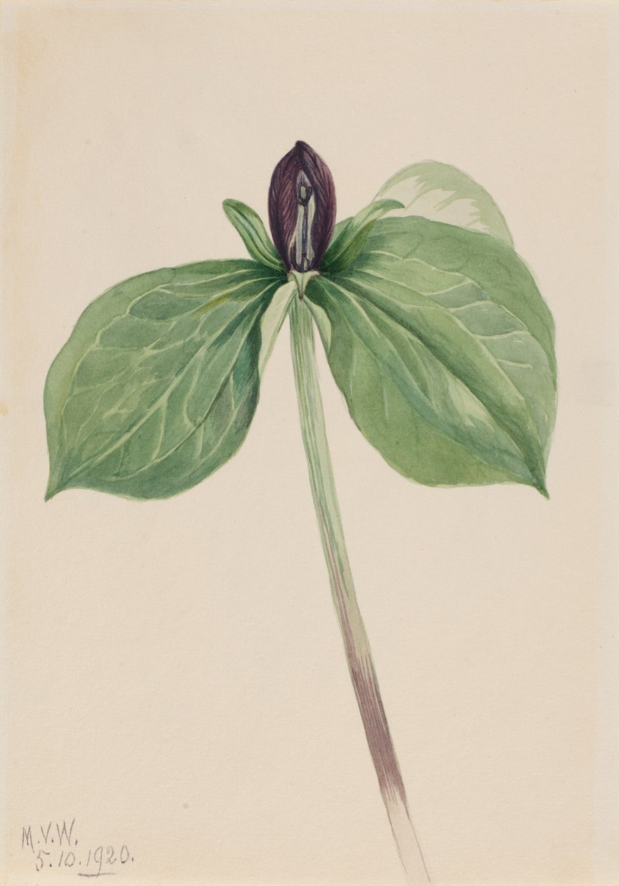 Ébresztő Robin (Trillium sessile) alkotó: Mary Vaux Walcott