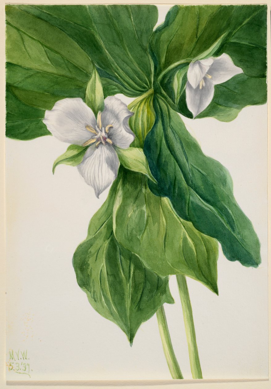 Wake robin (Trillium hasonlat) alkotó: Mary Vaux Walcott