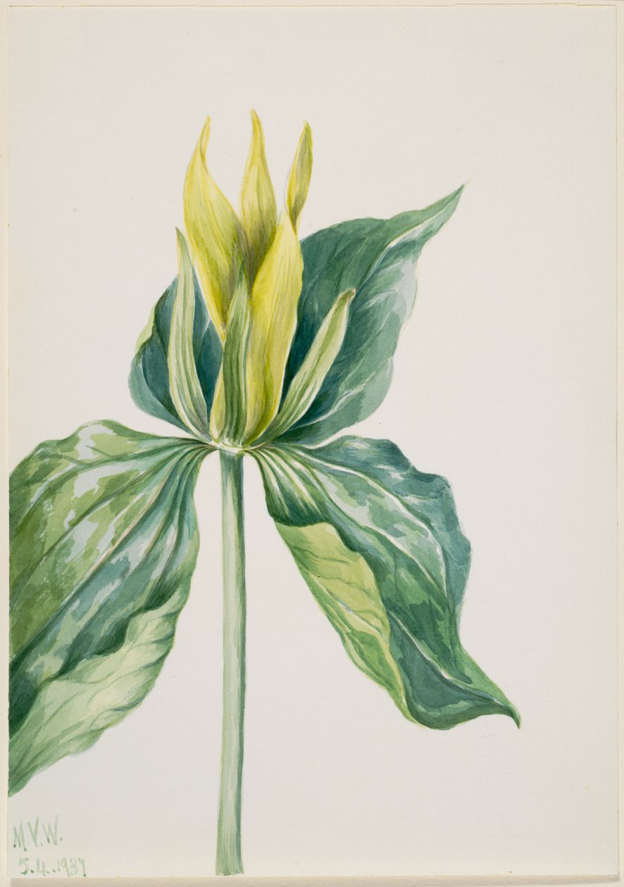 Virrasztó-robin (Trillium underwoodii) alkotó: Mary Vaux Walcott