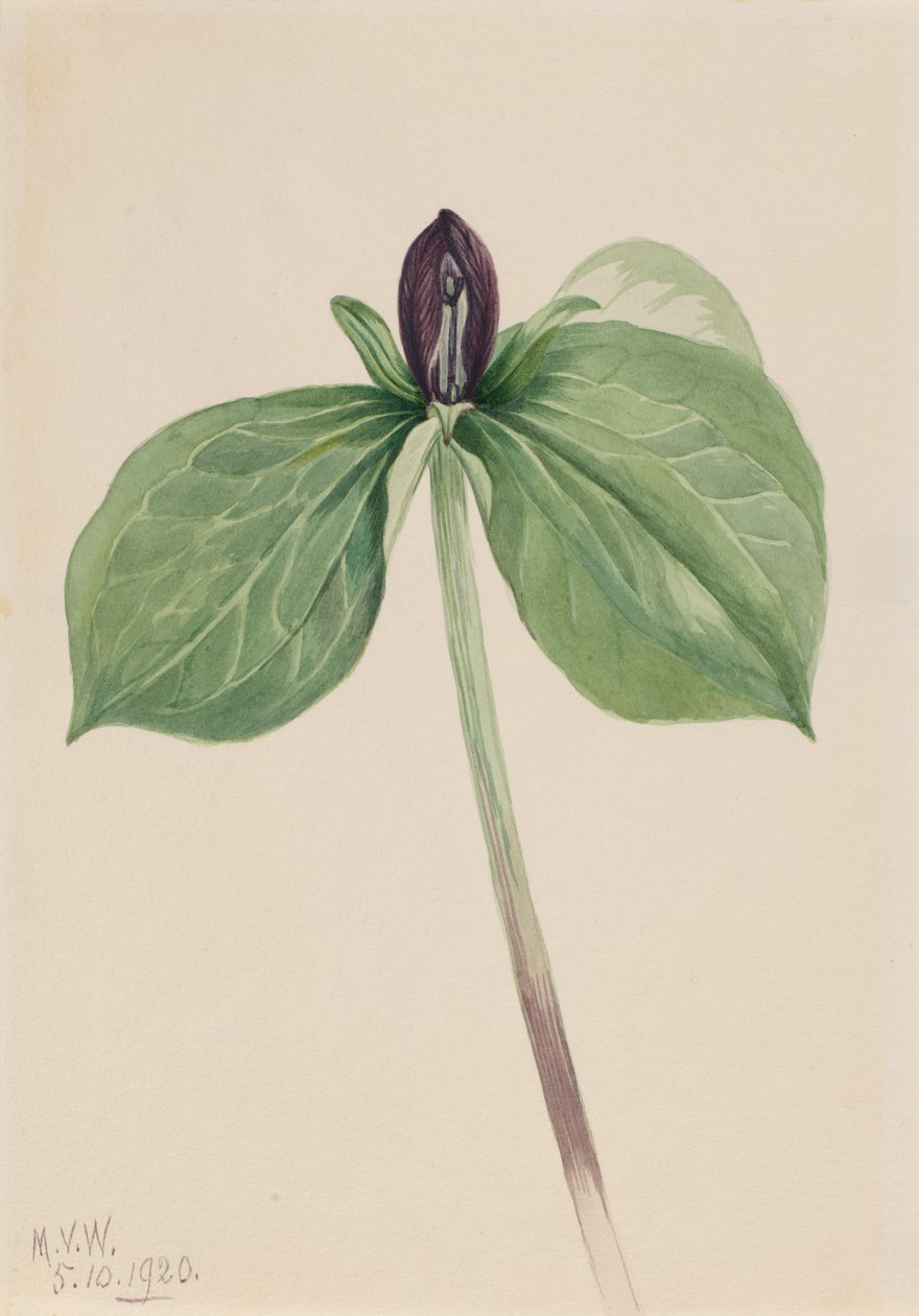 Wake-Robin Trillium ülve, 1920. alkotó: Mary Vaux Walcott