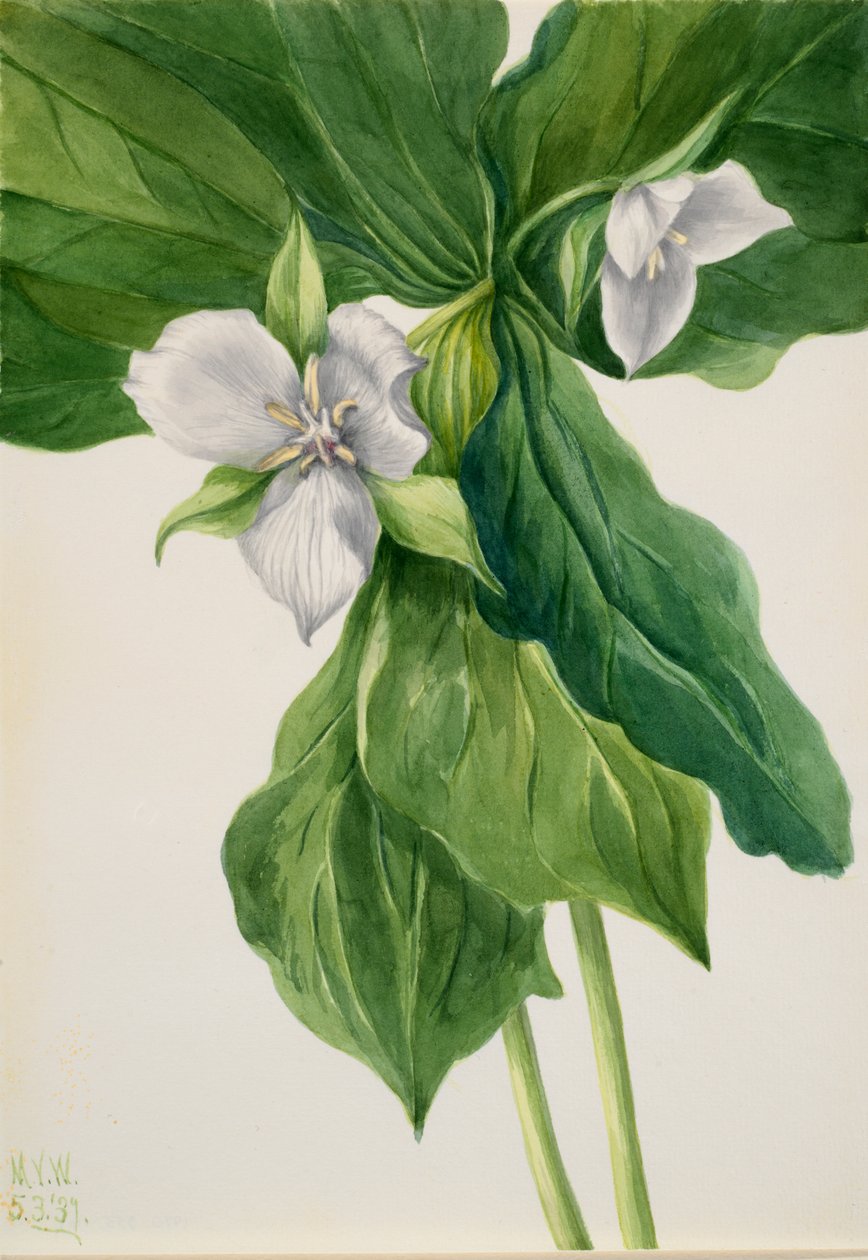 Wake-Robin Trillium hasonlat, 1939. alkotó: Mary Vaux Walcott