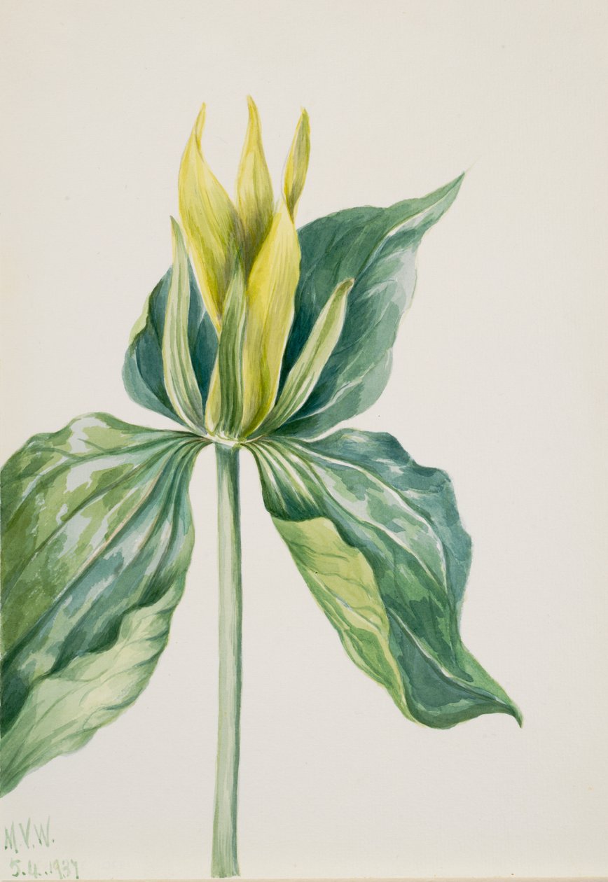 Wake-Robin Trillium underwoodii, 1937. alkotó: Mary Vaux Walcott