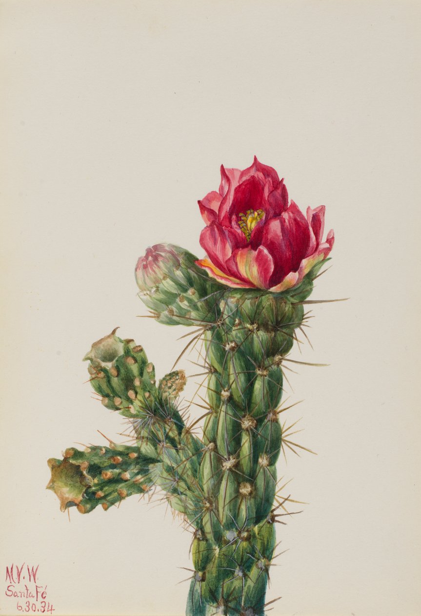 Walkingstick Cholla (Opuntia imbricata) alkotó: Mary Vaux Walcott