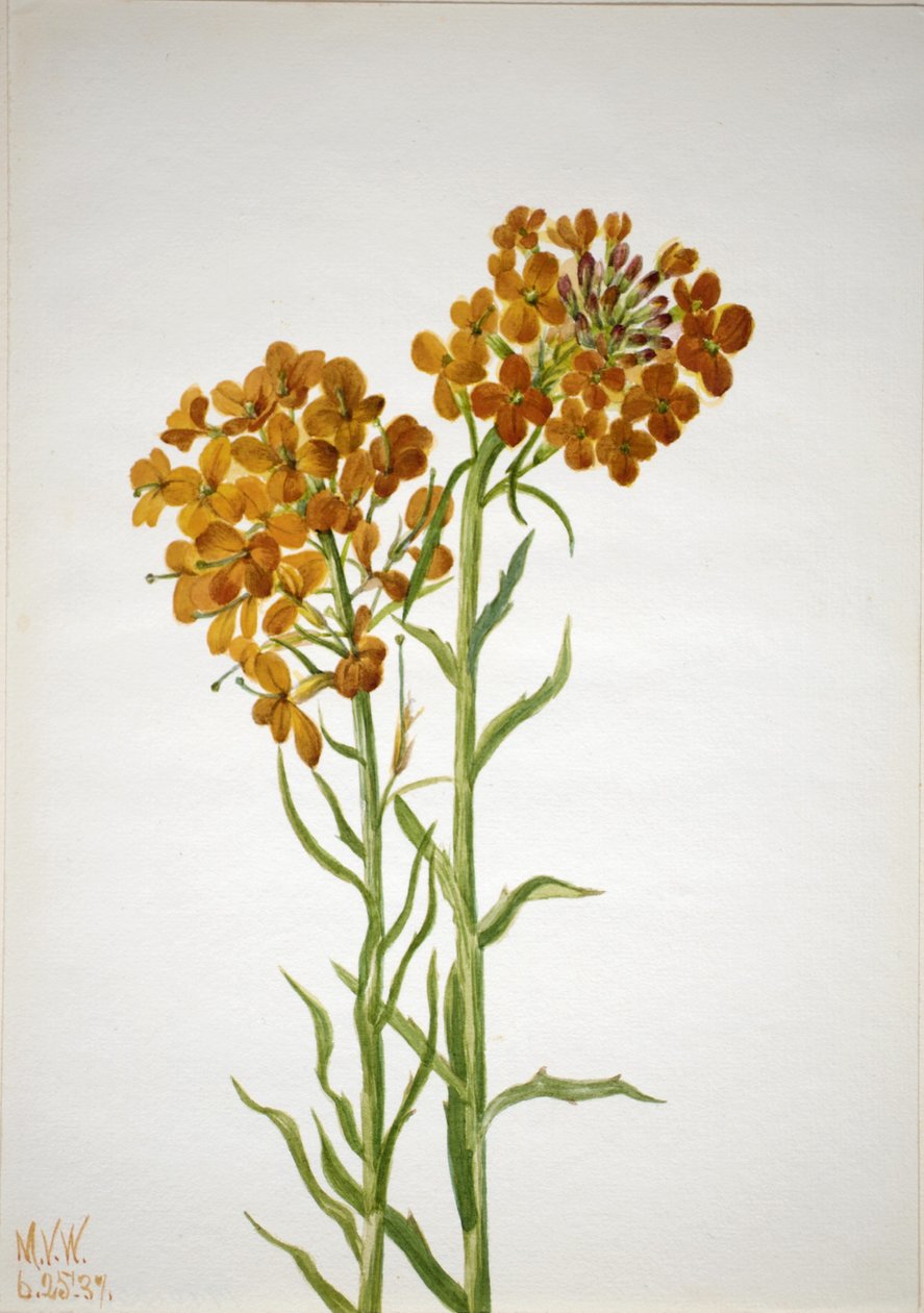 Fali virág (Erysimum wheeleri) alkotó: Mary Vaux Walcott