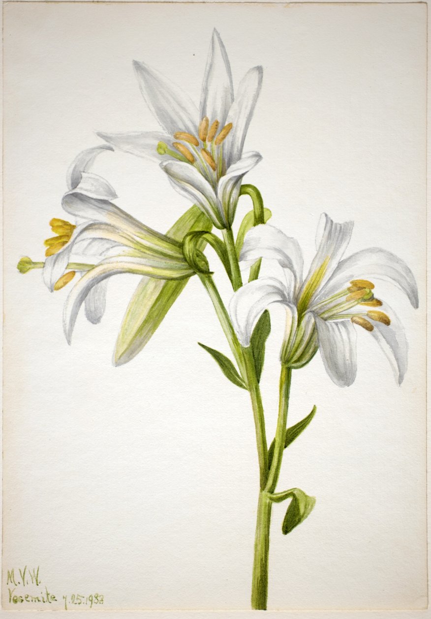 Washington Liliom (Lilium washingtonianum) alkotó: Mary Vaux Walcott