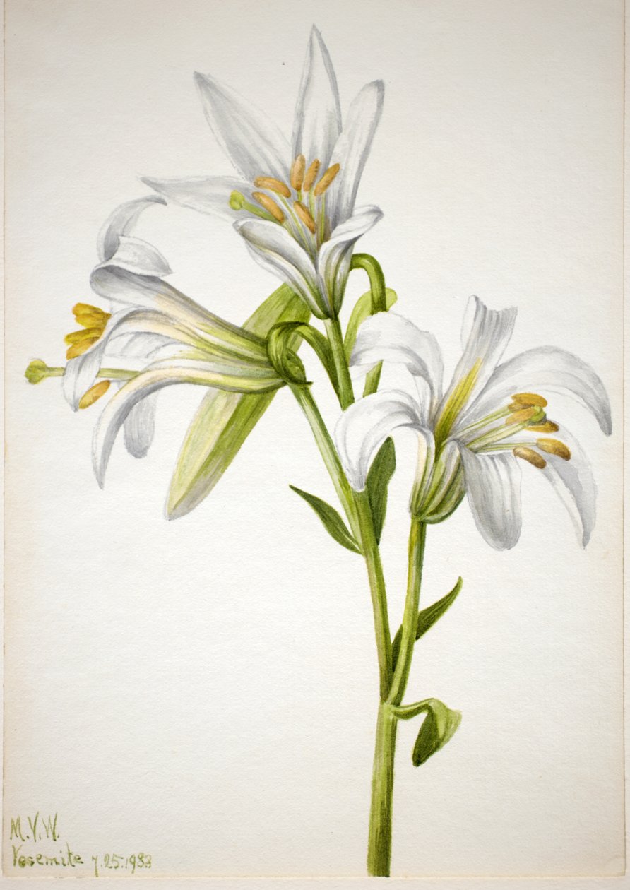 Washington Lily Lilium washingtonianum, 1933. alkotó: Mary Vaux Walcott