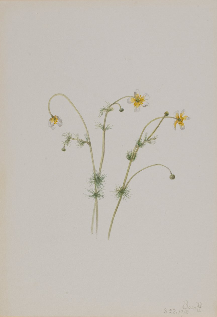 Vízi kankalin (Batrachium trichophyllum) alkotó: Mary Vaux Walcott