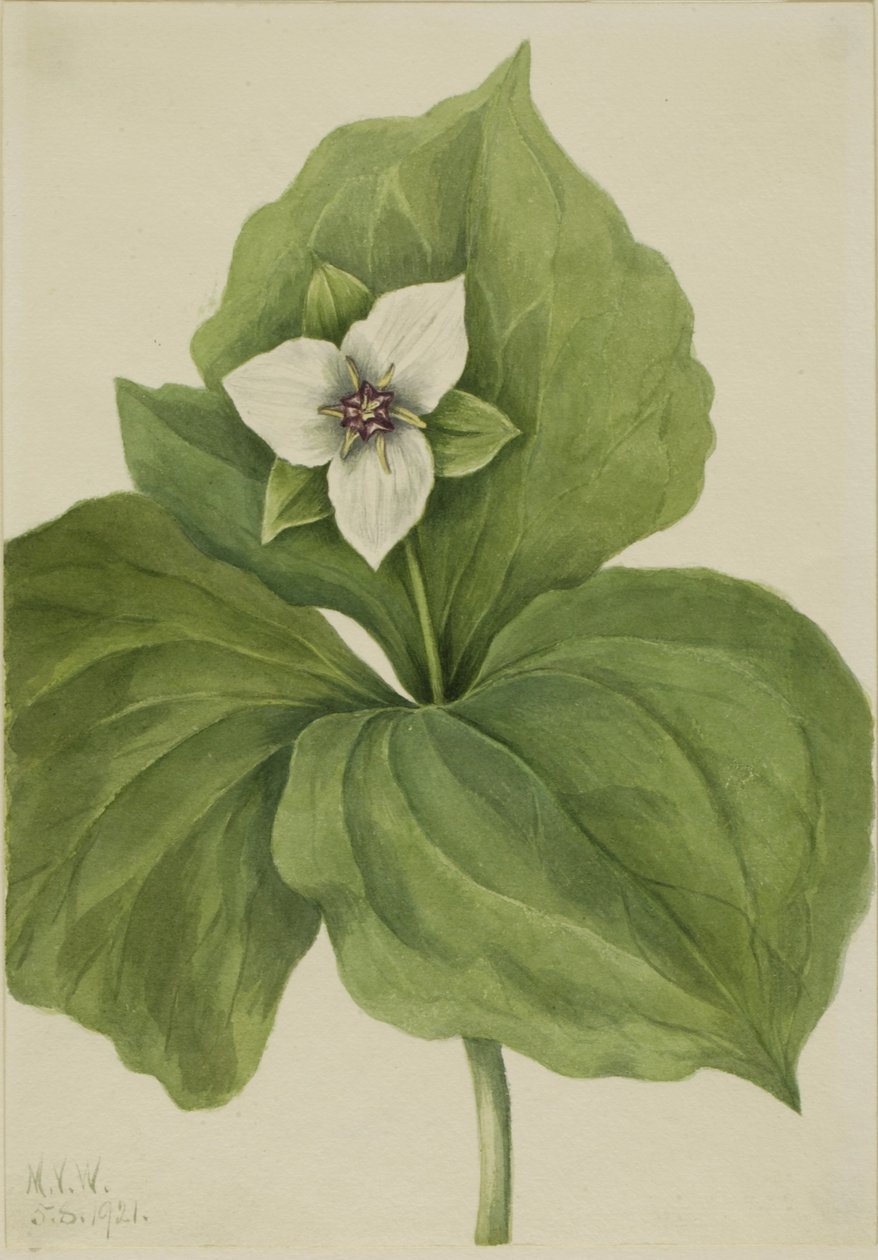 Viasztrillium (Trillium album) alkotó: Mary Vaux Walcott