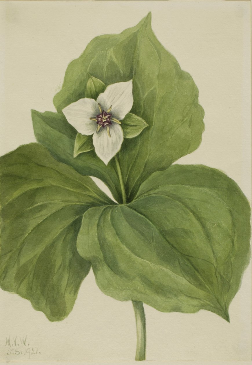 Wax Trillium Trillium album, 1921. alkotó: Mary Vaux Walcott
