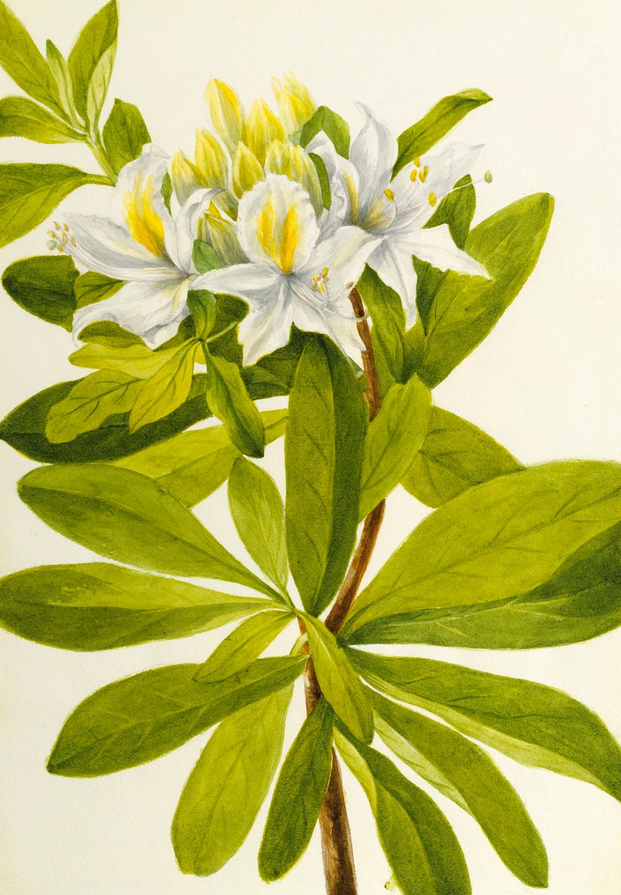 Nyugati azálea (Rhododendron occidentale) alkotó: Mary Vaux Walcott