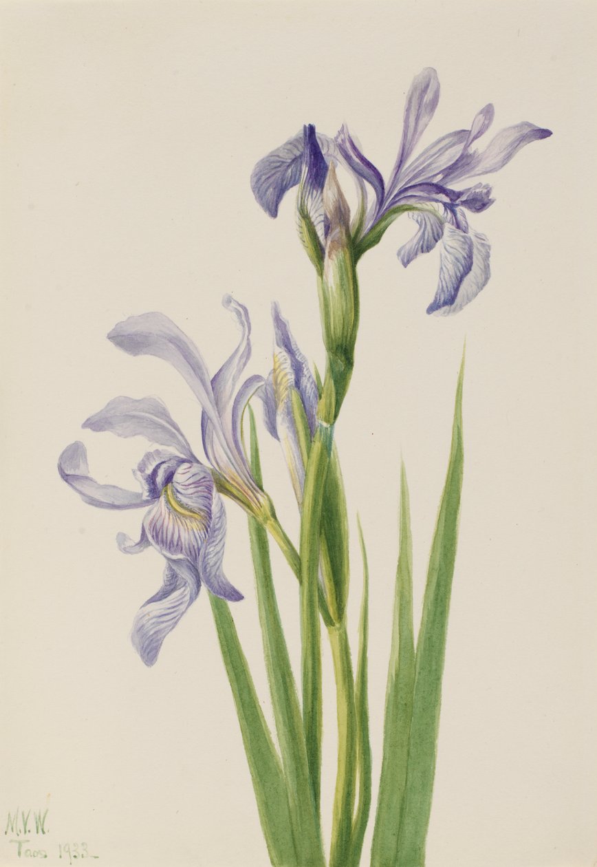 Nyugati kék zászlós írisz missouriensis, 1933. alkotó: Mary Vaux Walcott