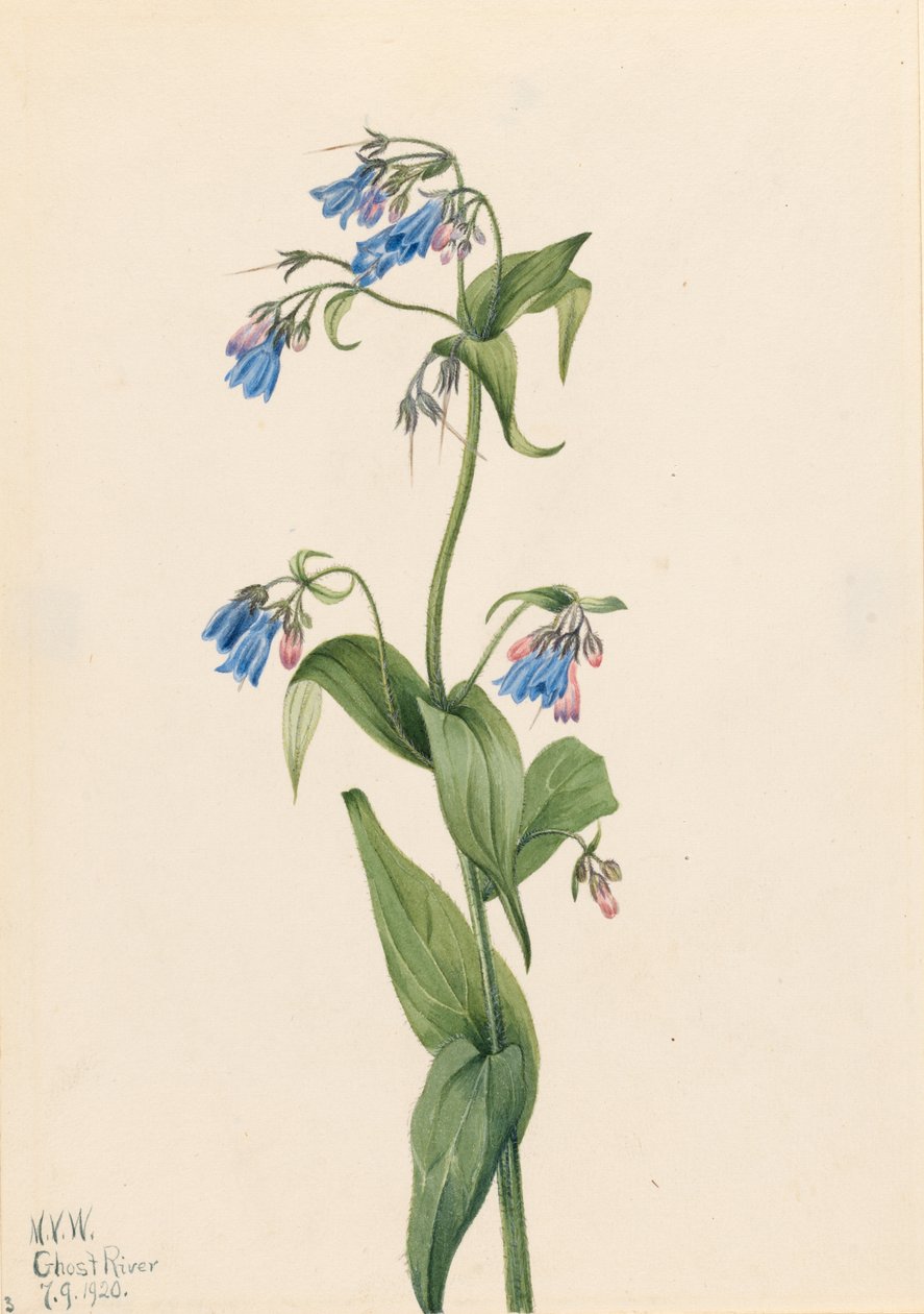 Nyugati kékcsengő (Mertensia paniculata) alkotó: Mary Vaux Walcott