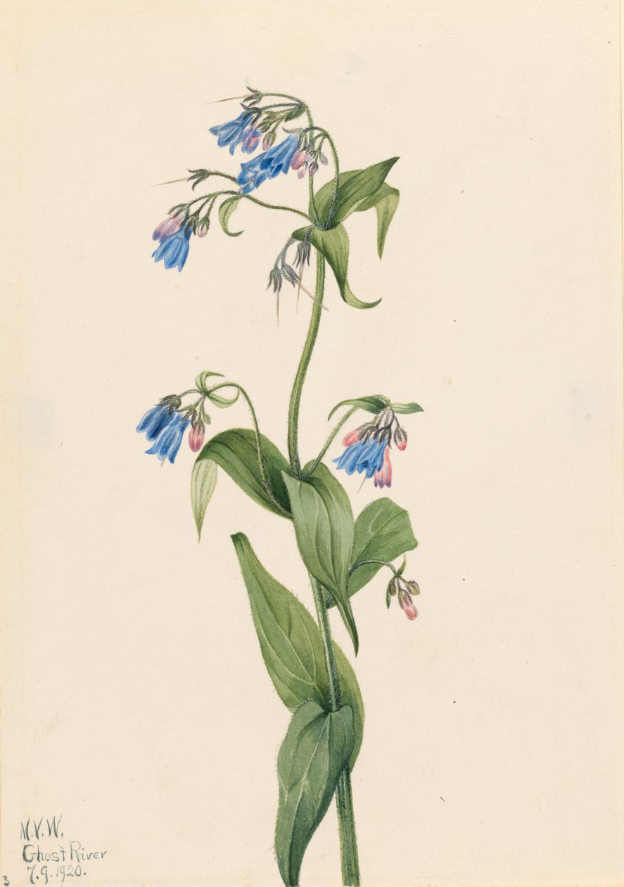 Western Bluebells Mertensia paniculata, 1920. alkotó: Mary Vaux Walcott