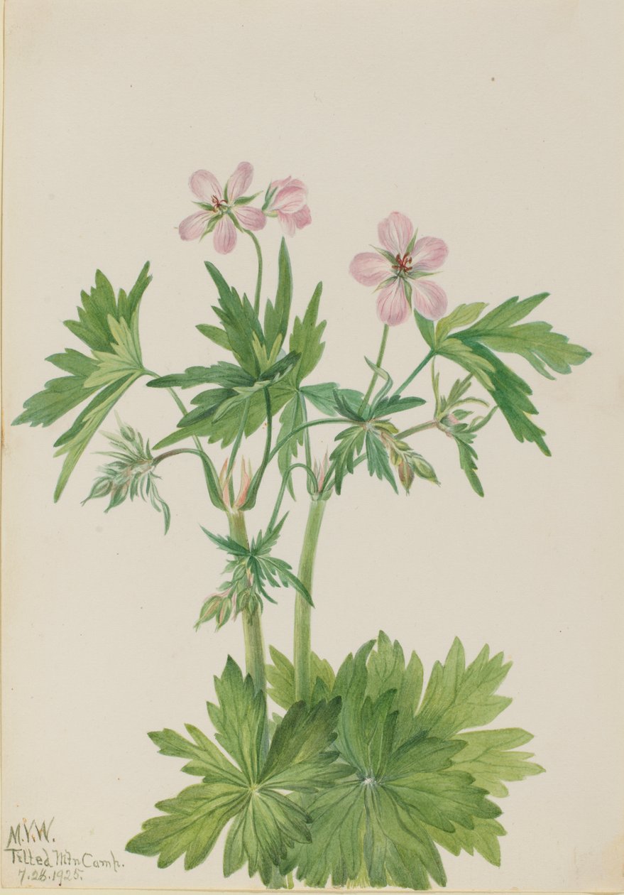 Western Cranesbill Geranium viscosissimum, 1925. alkotó: Mary Vaux Walcott