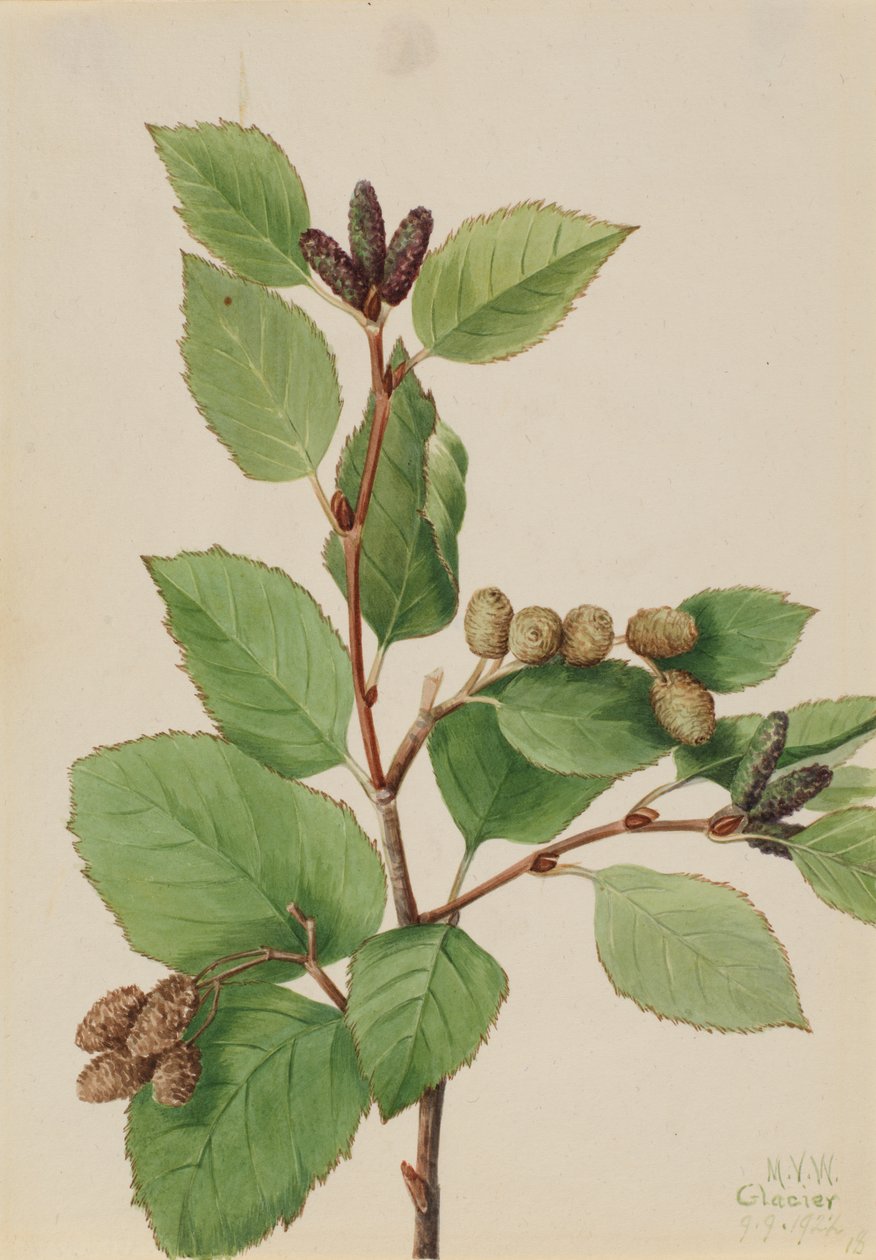 Nyugati zöld éger Alnus sinuata, 1922. alkotó: Mary Vaux Walcott
