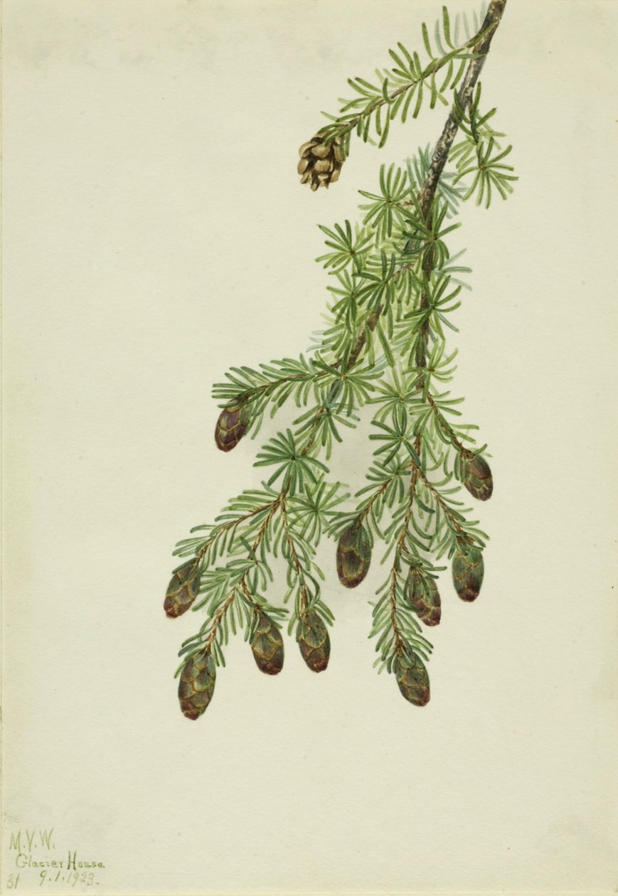 Nyugati Hemlock (Tsuga heterophylla) alkotó: Mary Vaux Walcott