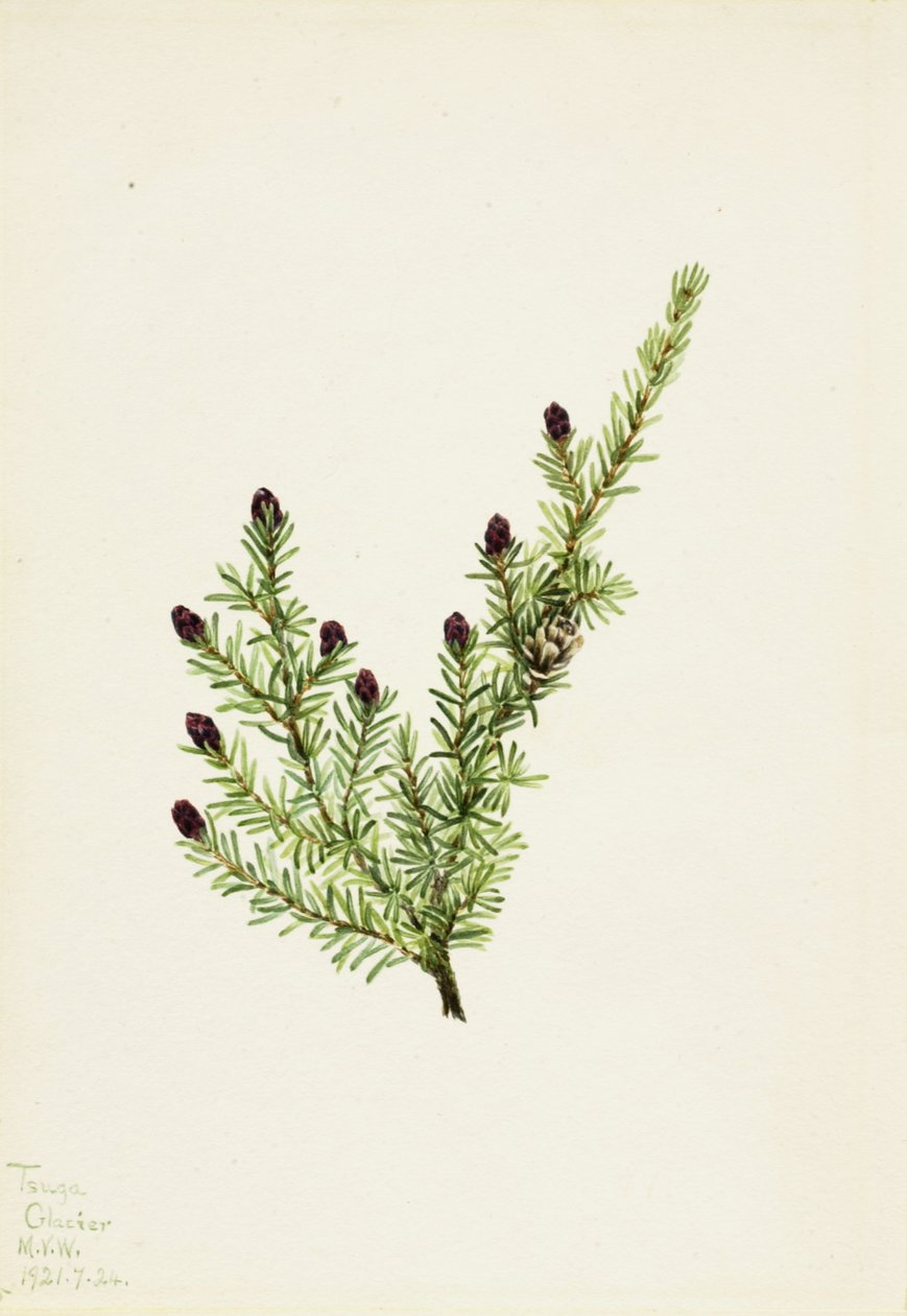 Western Hemlock Tsuga heterophylla, 1924. alkotó: Mary Vaux Walcott