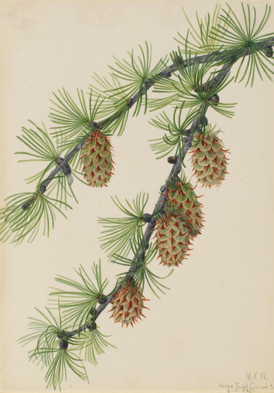 Nyugati vörösfenyő Larix occidentalis, 1923 alkotó: Mary Vaux Walcott