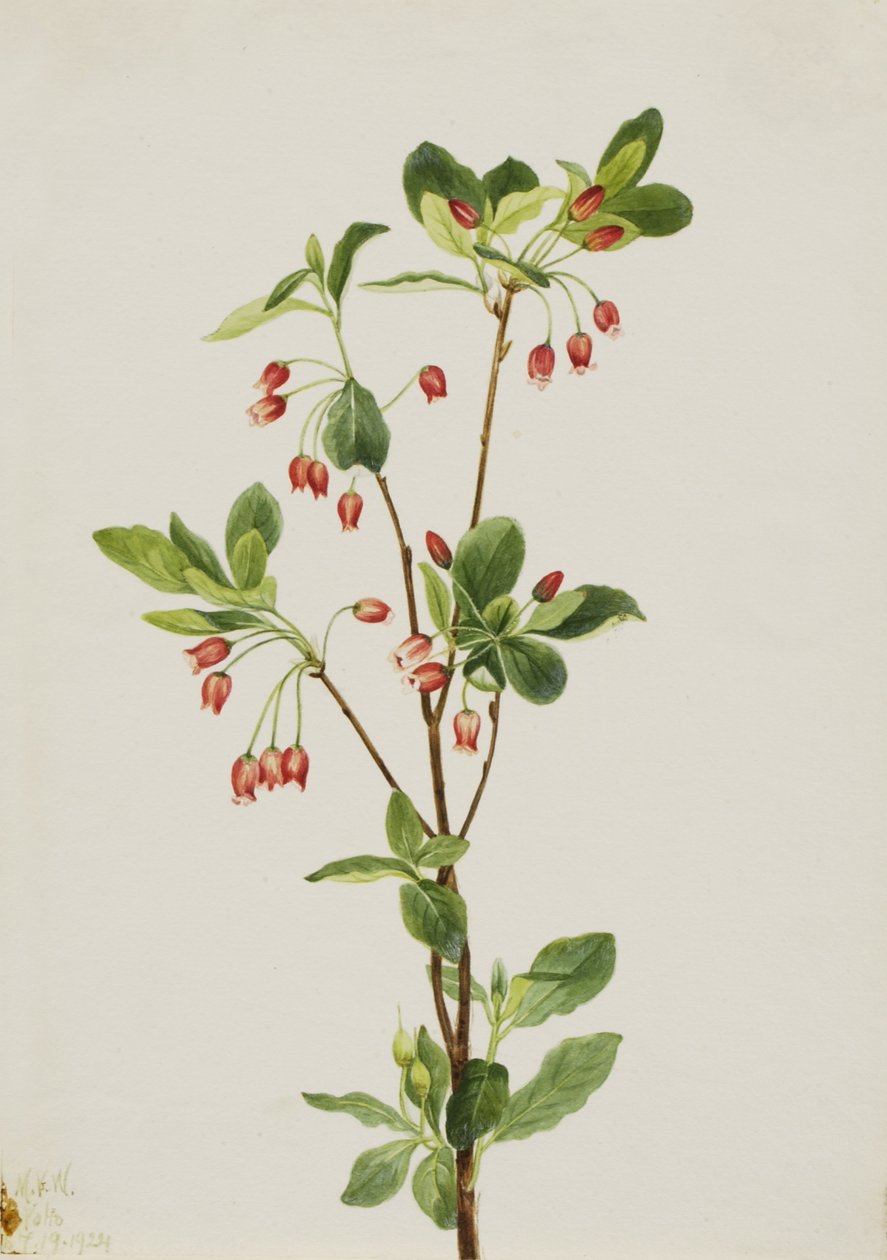 Nyugati Menziesia (Menziesia glabella) alkotó: Mary Vaux Walcott