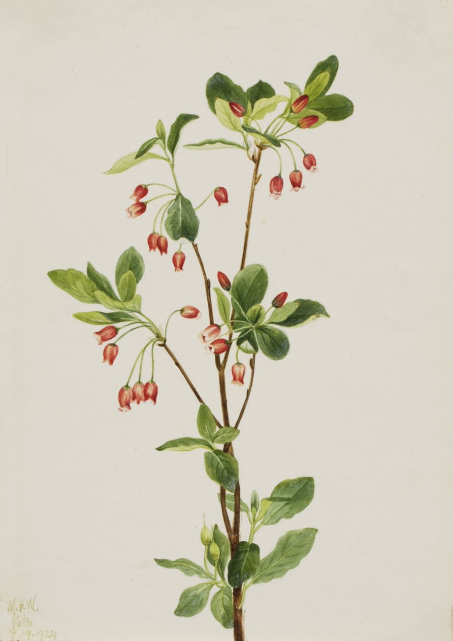 Nyugati Menziesia Menziesia glabella, 1924. alkotó: Mary Vaux Walcott