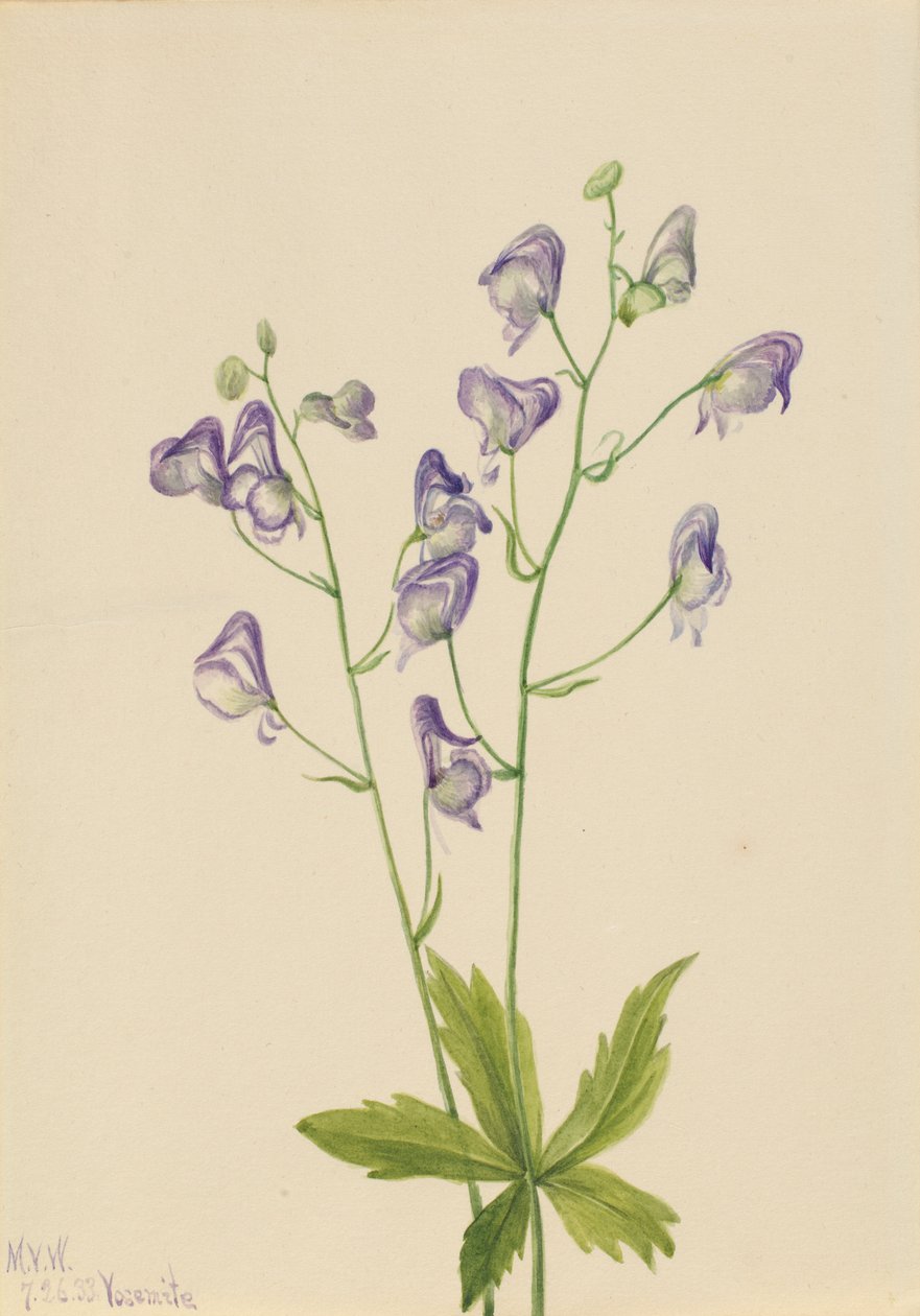 Nyugati szerzetesfű (Aconitum columbianum) alkotó: Mary Vaux Walcott