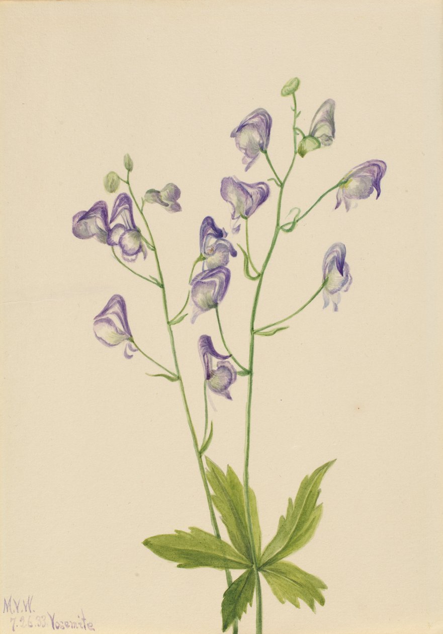 Nyugati szerzetesi kor Aconitum columbianum, 1933 alkotó: Mary Vaux Walcott