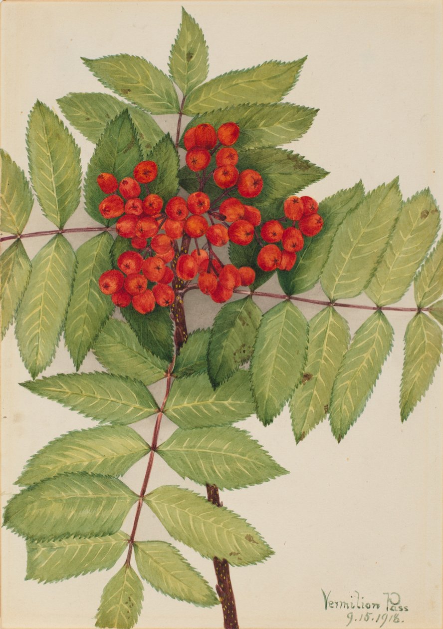 Nyugati hegyi kőris (Sorbus sambucifolia) alkotó: Mary Vaux Walcott