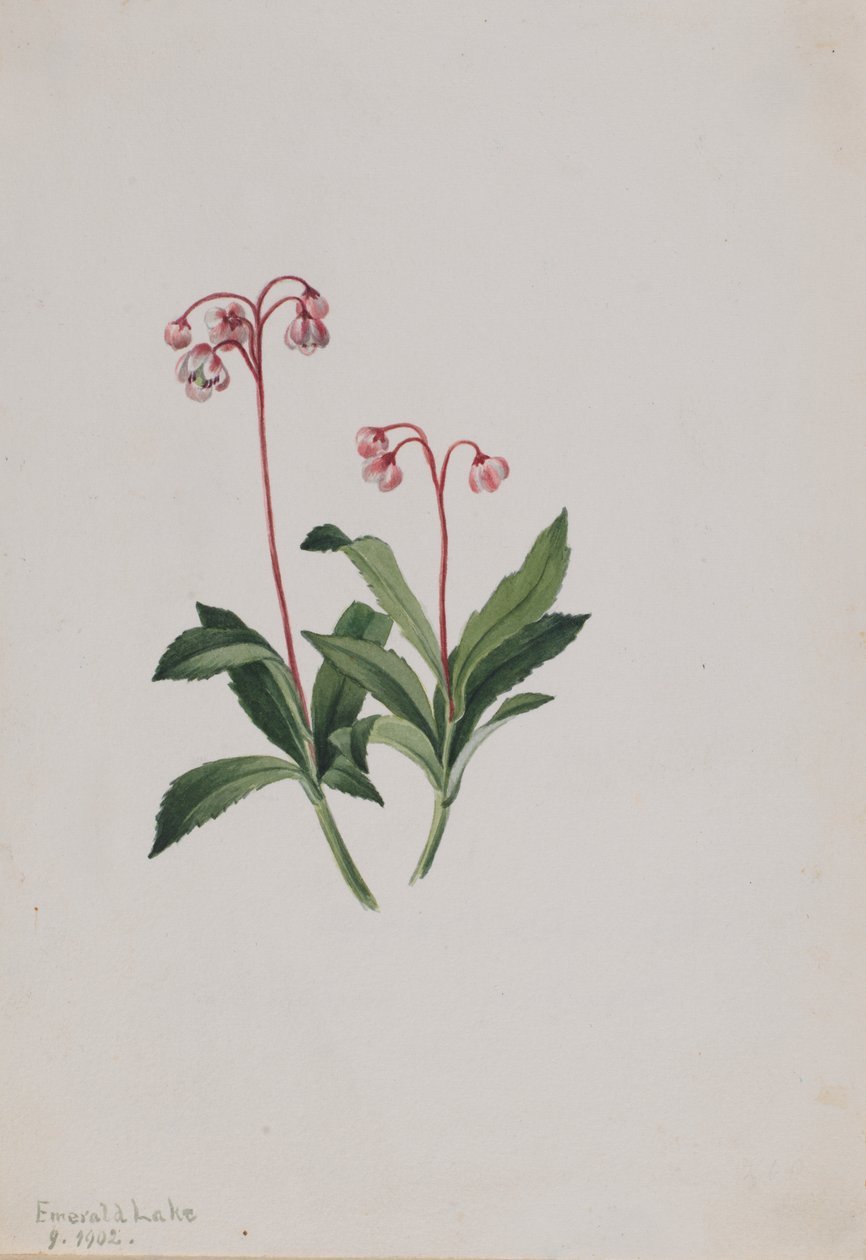 Nyugati pipsissewa (Chimaphila umbellata) alkotó: Mary Vaux Walcott