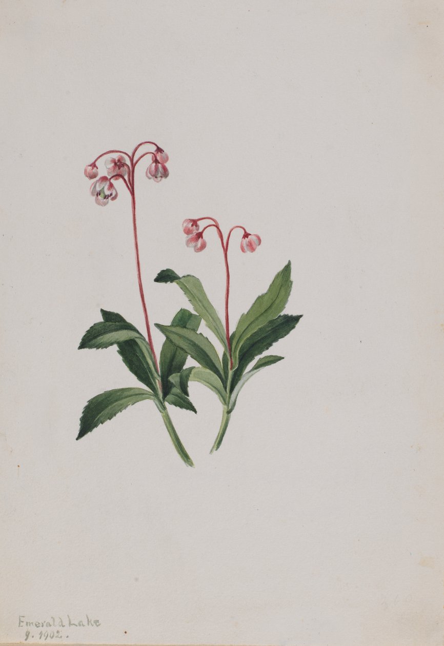 Nyugati Pipsissewa Chimaphila umbellata, 1902. alkotó: Mary Vaux Walcott