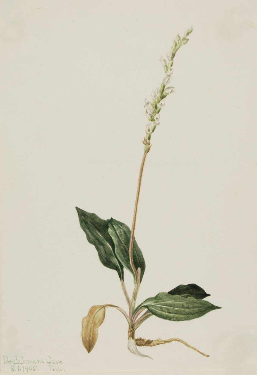 Nyugati Csörgőkígyó Növény (Peranium decipiens) alkotó: Mary Vaux Walcott