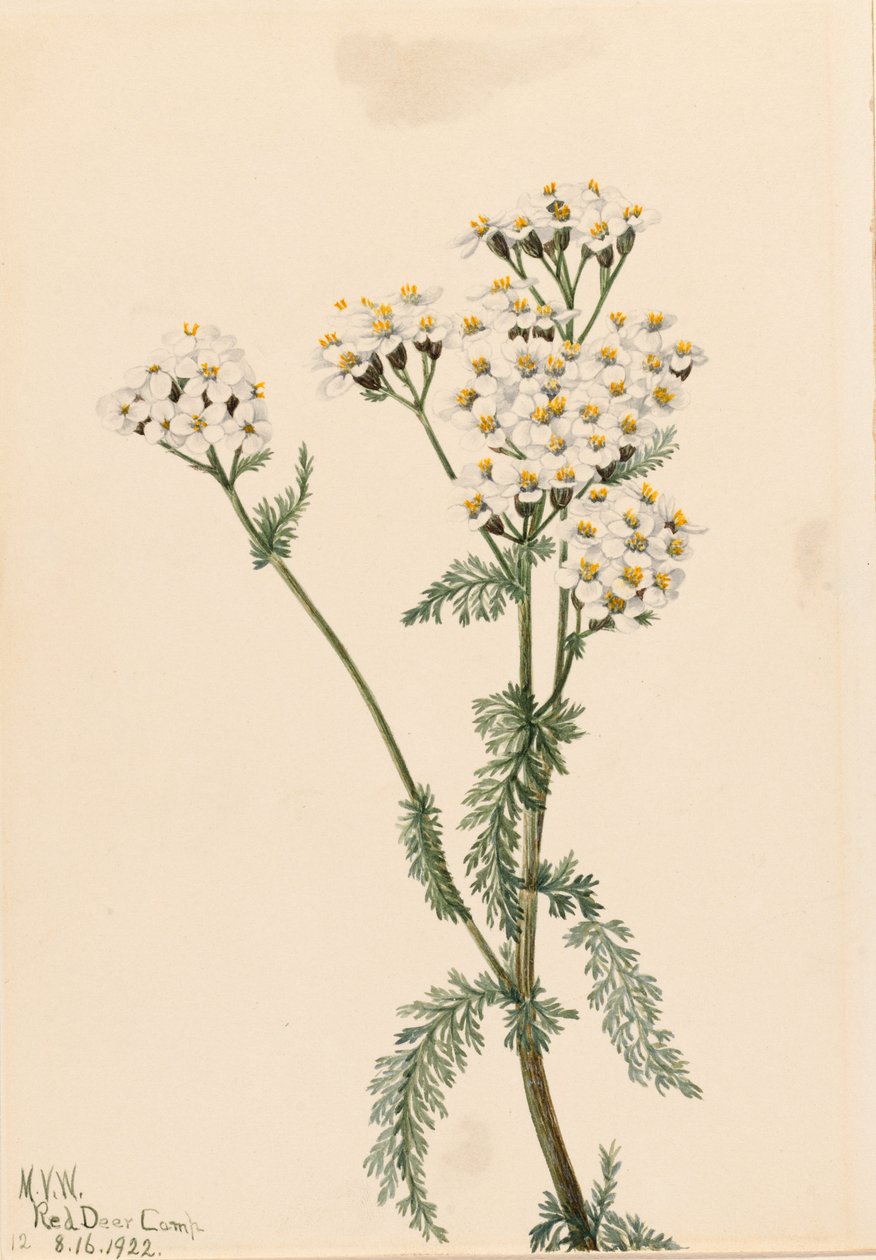 Nyugati cickafark (Achillea lanulosa) alkotó: Mary Vaux Walcott