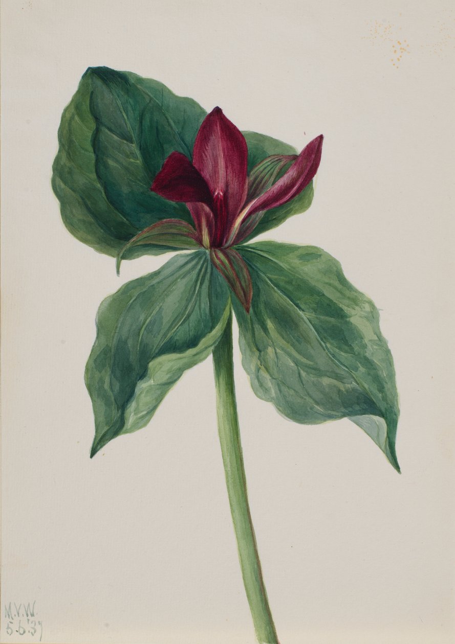 Whippoorwill Virág (Trillium H.) alkotó: Mary Vaux Walcott