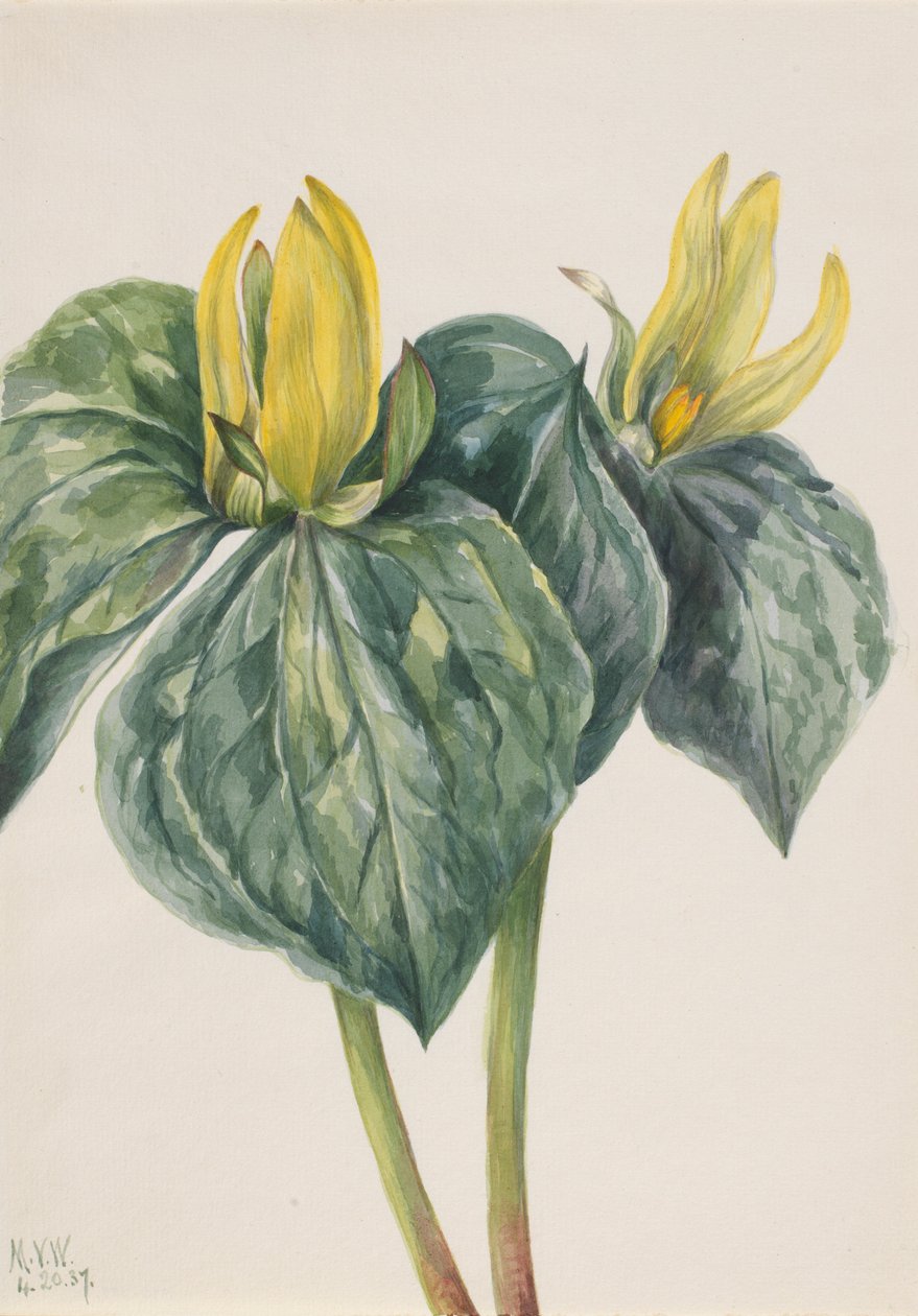 Whippoorwill Virág (Trillium hugeri) alkotó: Mary Vaux Walcott