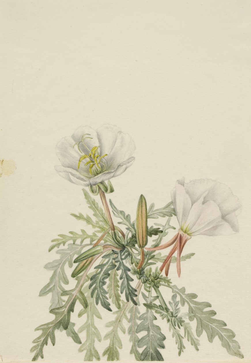 Fehér hajnalpír (Pachyloplus marginatus) alkotó: Mary Vaux Walcott