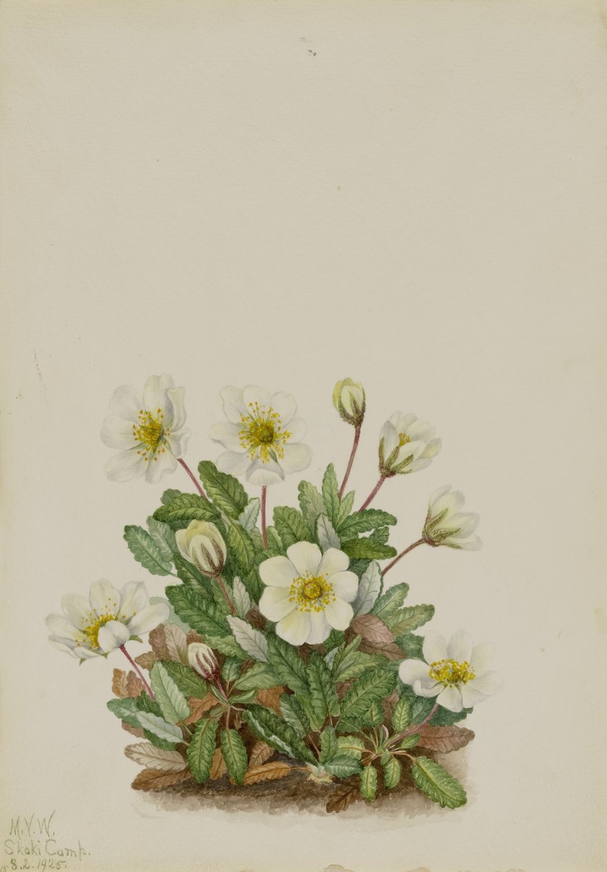 Fehér Dryad (Dryas octopetala) alkotó: Mary Vaux Walcott