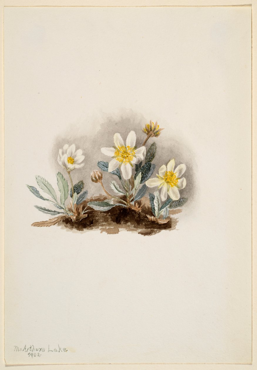 Fehér Dryad (Dryas octopetala) alkotó: Mary Vaux Walcott