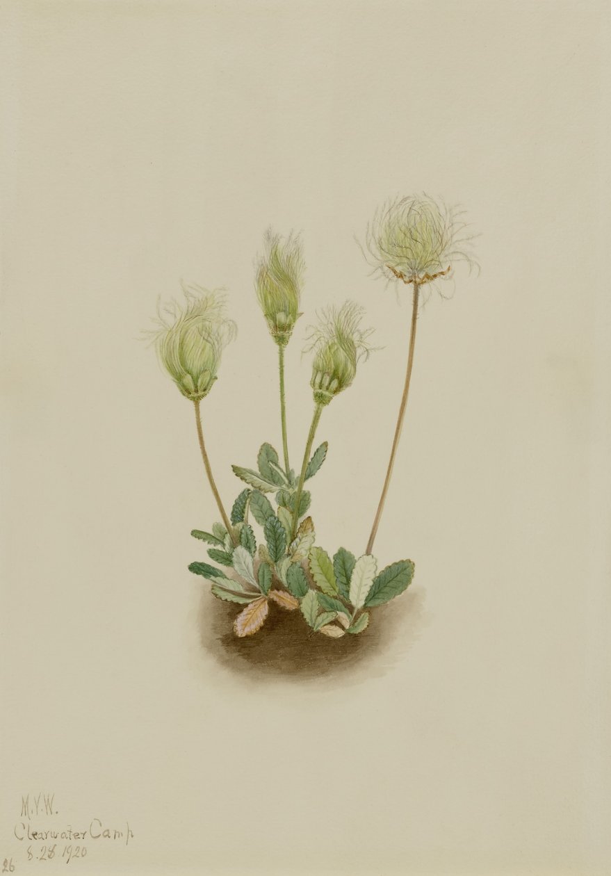 Fehér Dryad (Dryas octopetala) alkotó: Mary Vaux Walcott