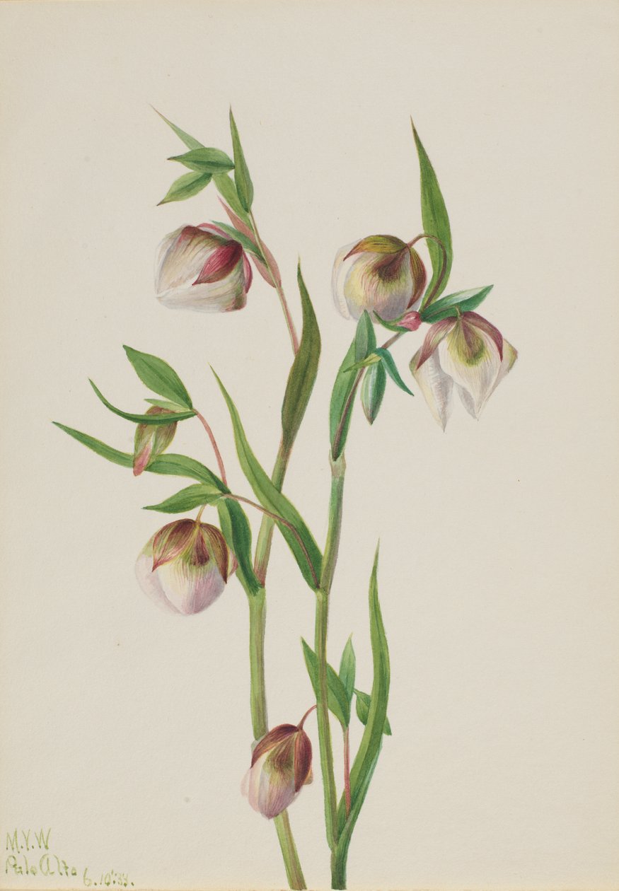 Fehér Tündérlámpás, Calohortus albus, 1933. alkotó: Mary Vaux Walcott