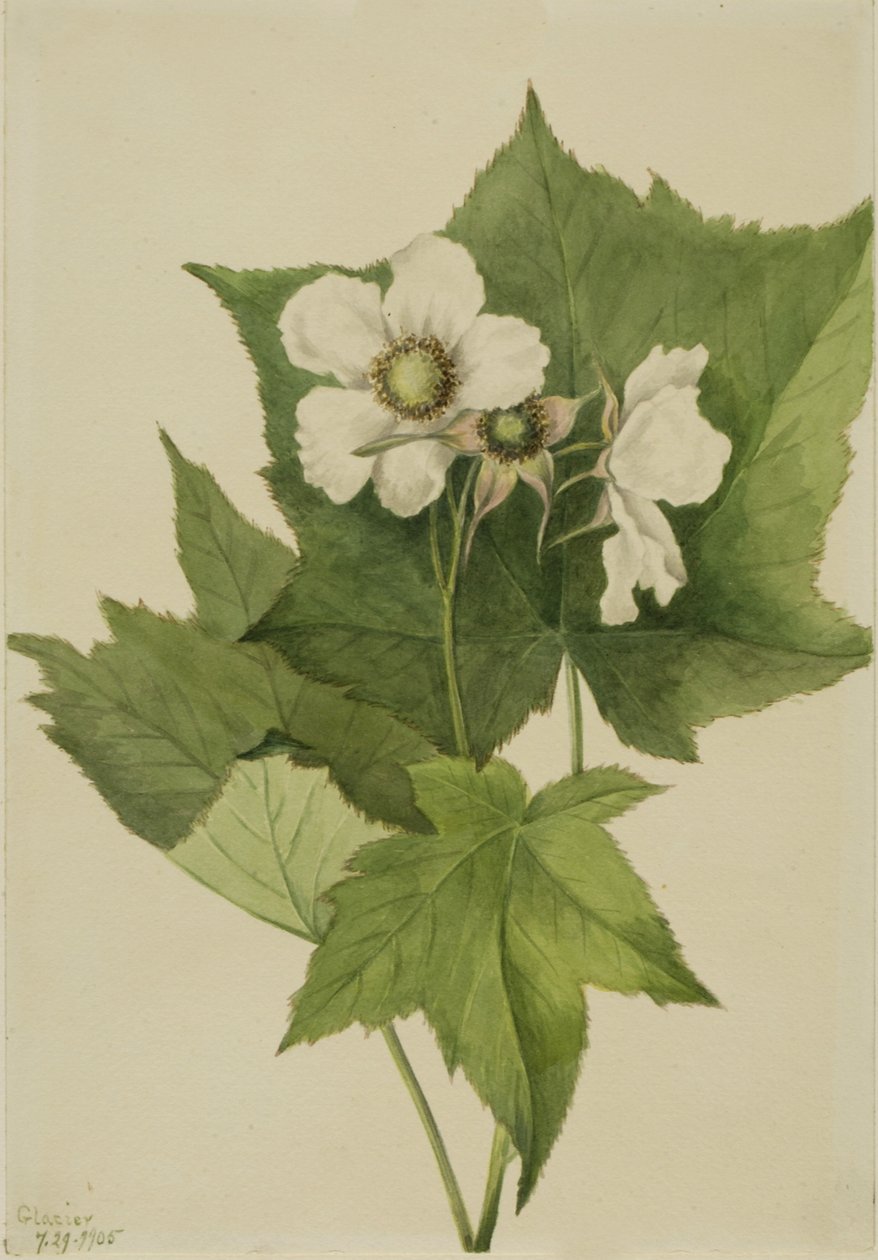 Fehér virágzó málna Rubus parviflorus, 1905. alkotó: Mary Vaux Walcott